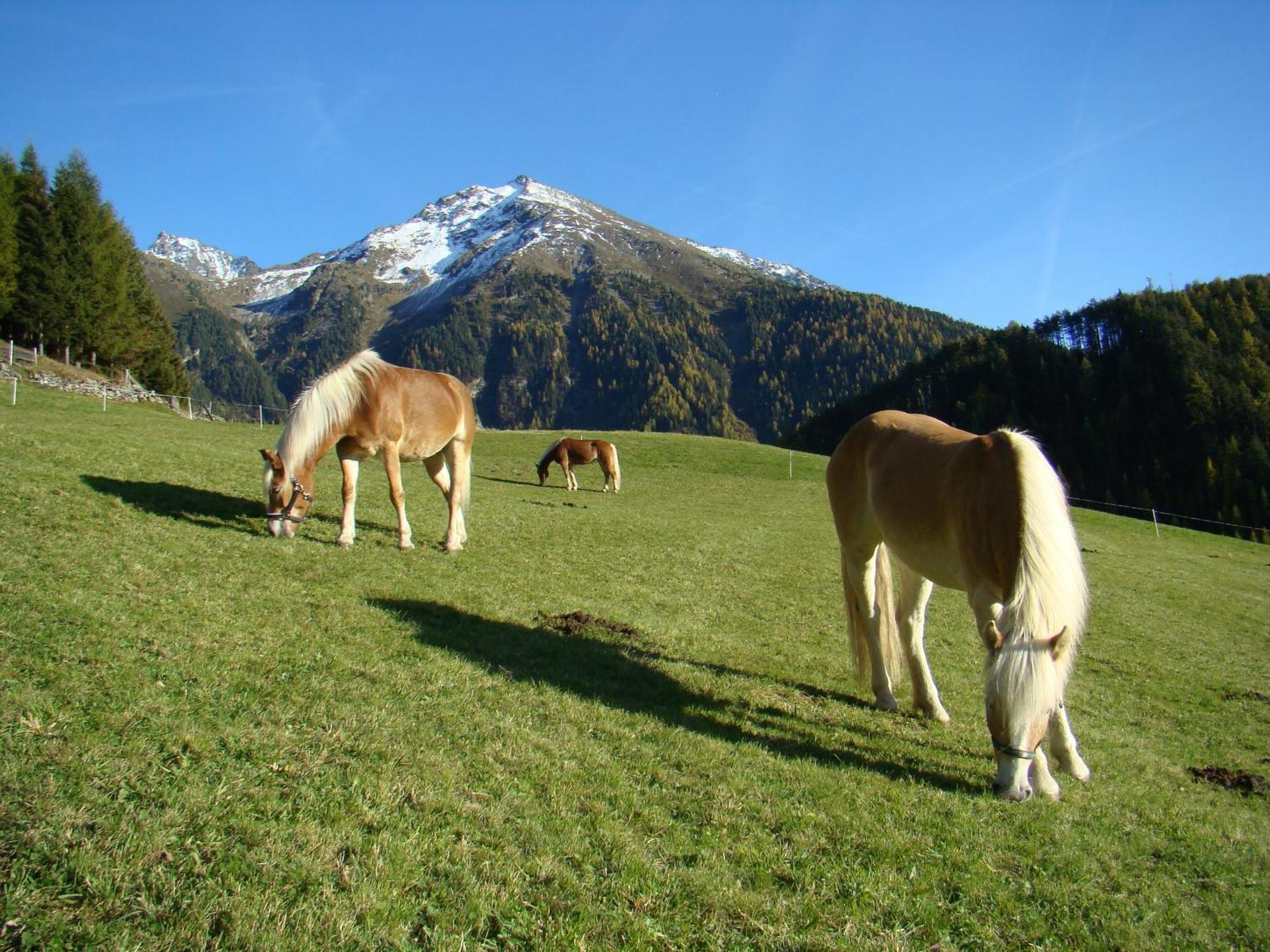 Bio & Reiterhof Der Veitenhof Umhausen Luaran gambar